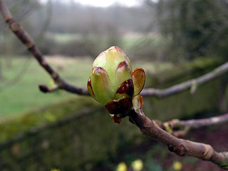 spring arriving at Knapwell