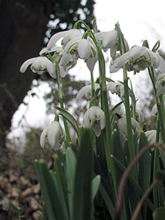 snowdrops in Sawston churchyard