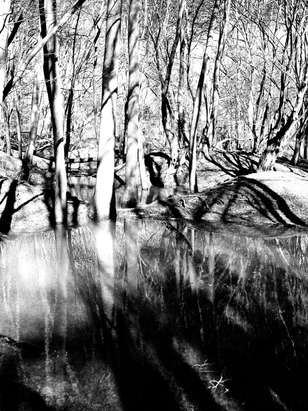 21.03.04-northaw.great.wood-022