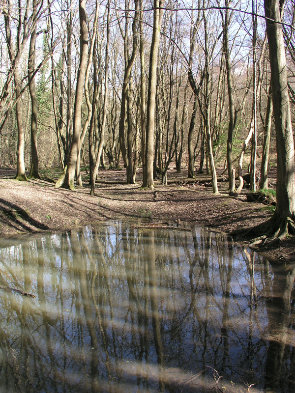 21.03.04-northaw.great.wood-032