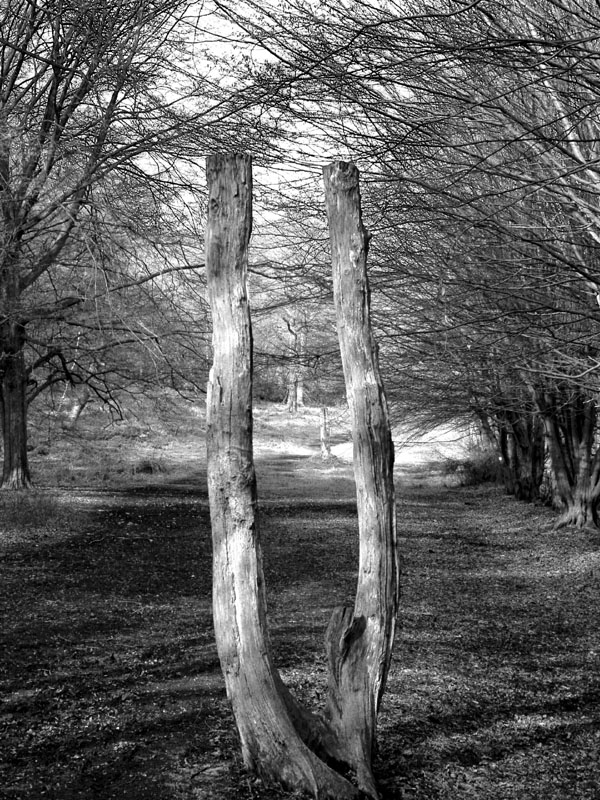 21.03.04-northaw.great.wood-041