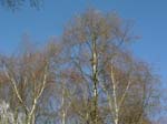 birches