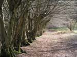 northaw walk