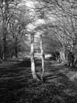 21.03.04-northaw.great.wood-043